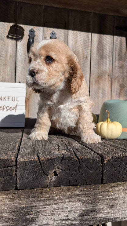 COCKER SPANIEL (09/21) FEMALE