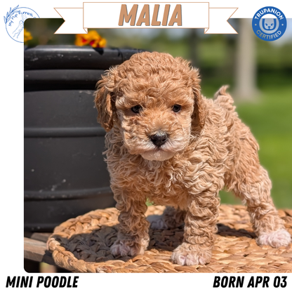 MINI POODLE (APR 03) FEMALES