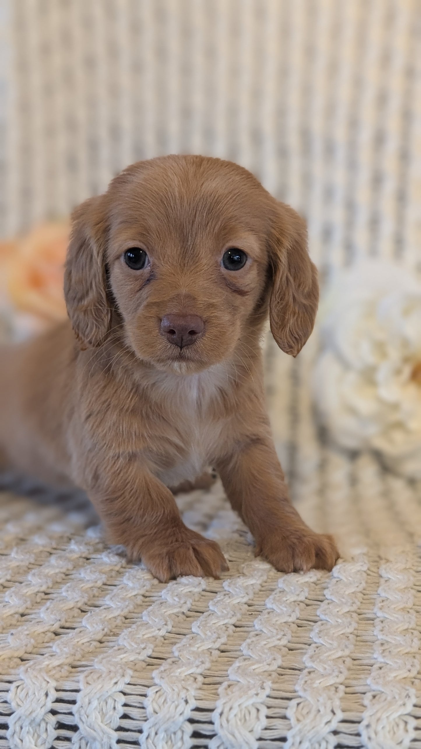 MINI DACHSHUND (JAN 01) FEMALES