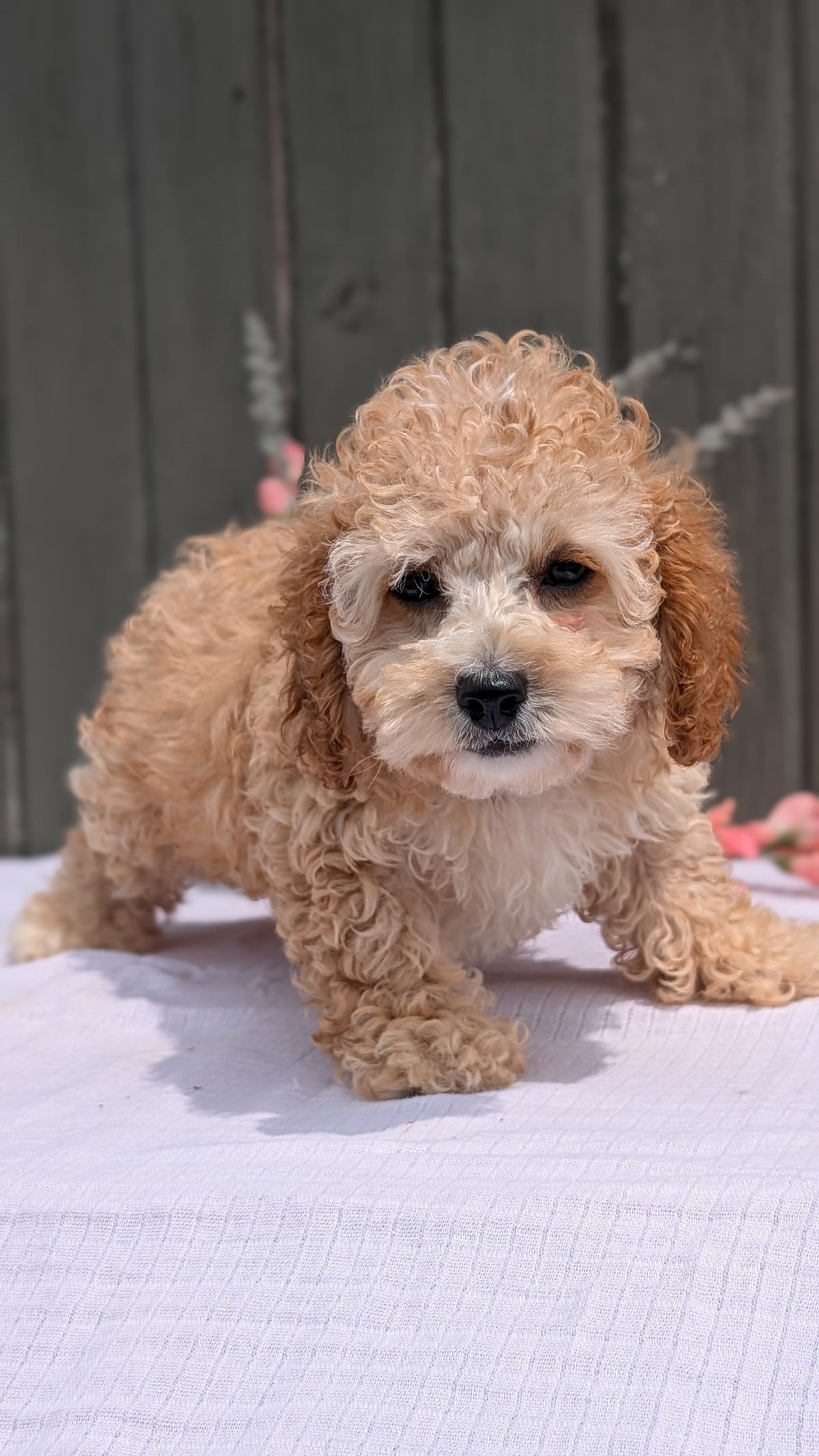 COCKAPOO (MAY 13) MALES