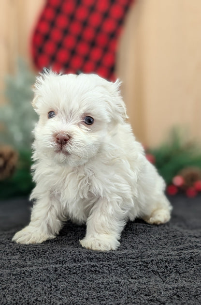 HAVANESE (OCT 25) MALES