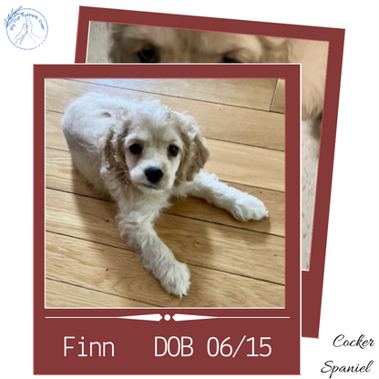 COCKER SPANIEL (06/15) MALE