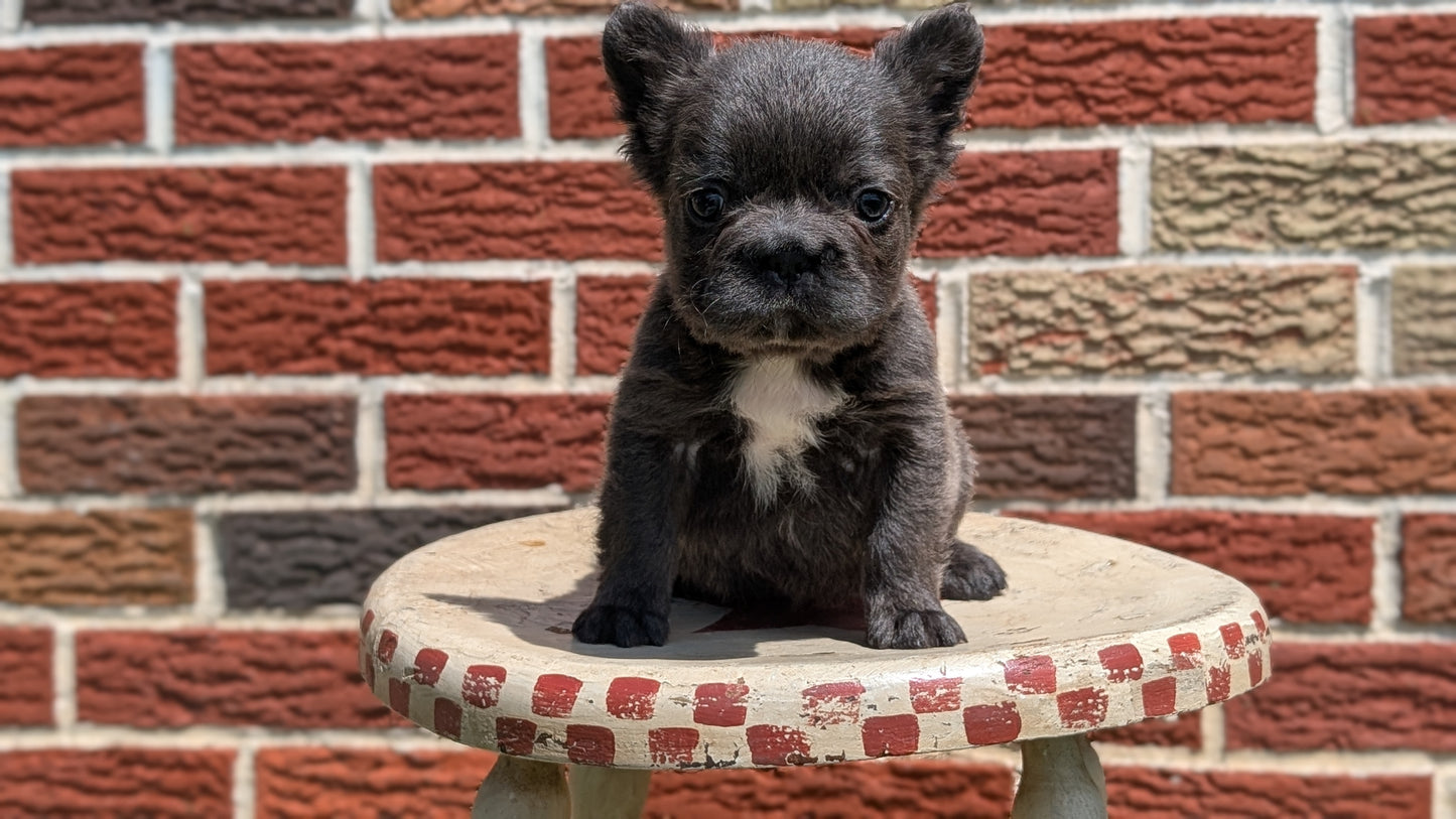 FRENCH BULLDOG (MAR 09) FEMALES