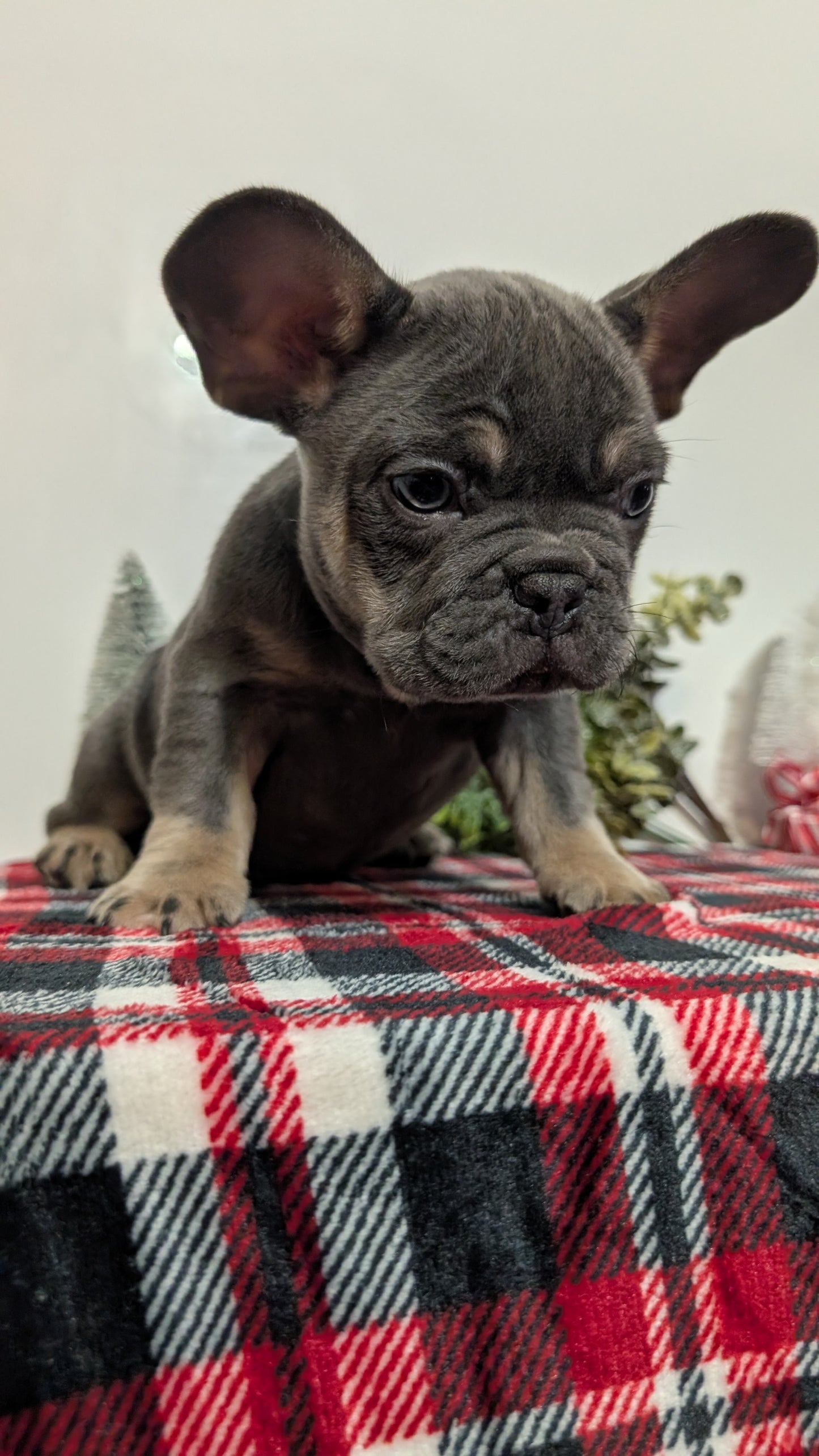 FRENCH BULLDOG (OCT 03) MALES
