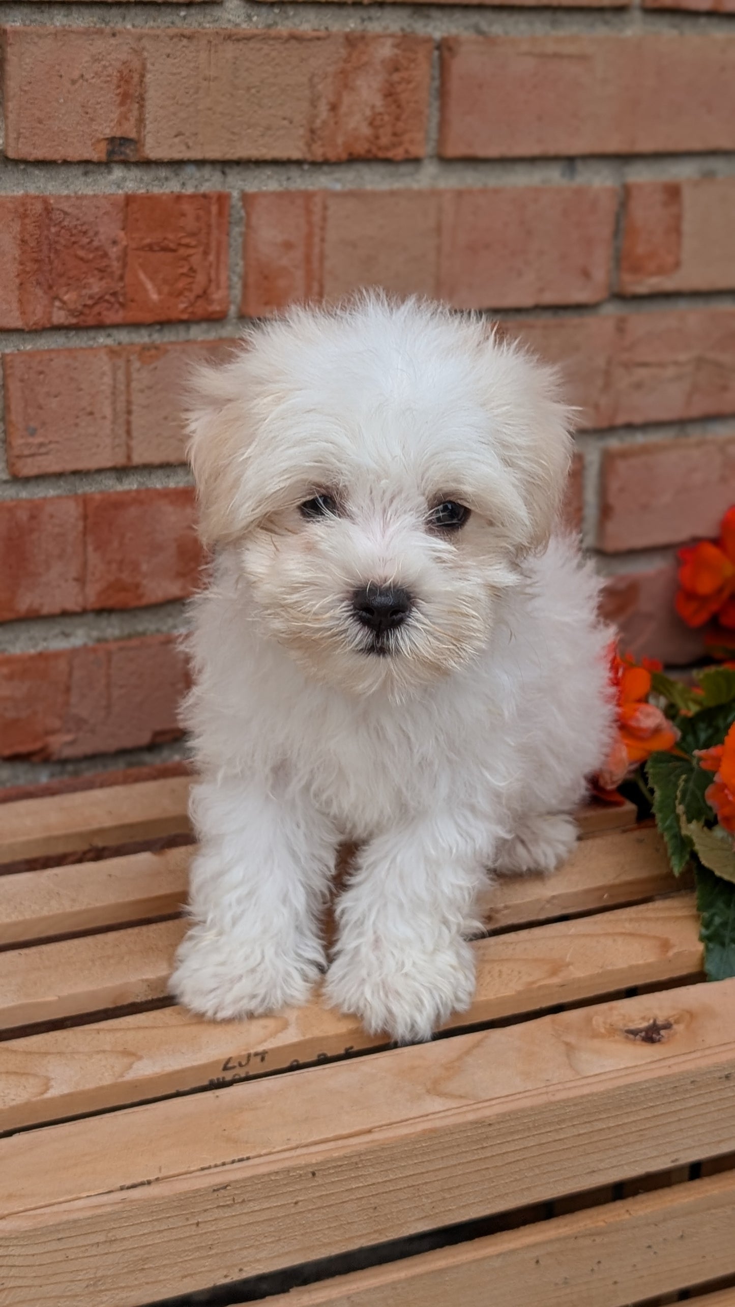 HAVANESE (MAY 14) MALES