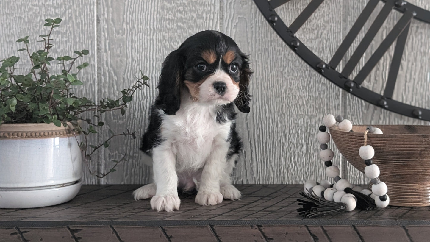 CAVALIER (DEC 03) MALES