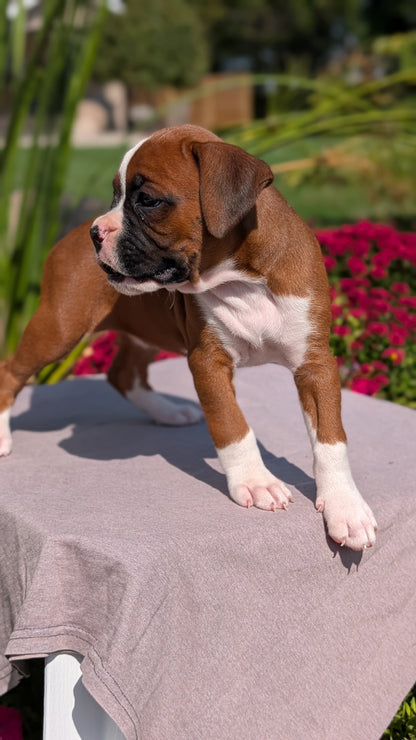 BOXER (08/20) FEMALE