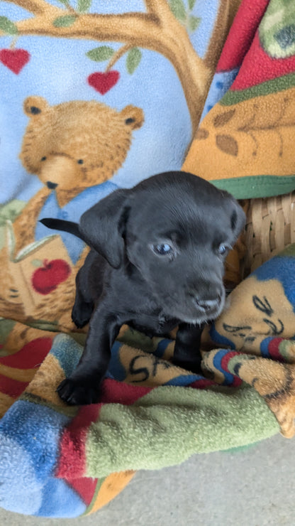 DACHSHUND (10/01) MALE