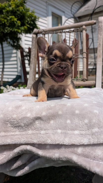 FRENCH BULLDOG (05/16) FEMALE