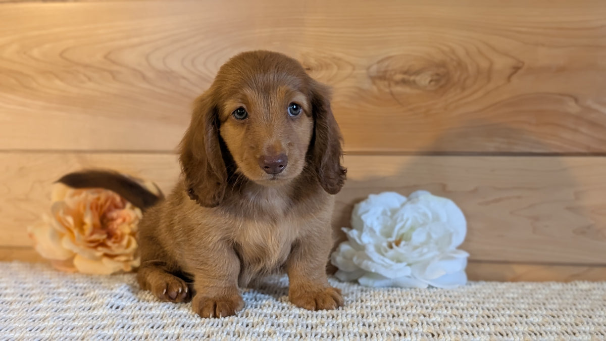 MINI DACHSHUND (JUL 30) 4 MALES/1 FEMALE