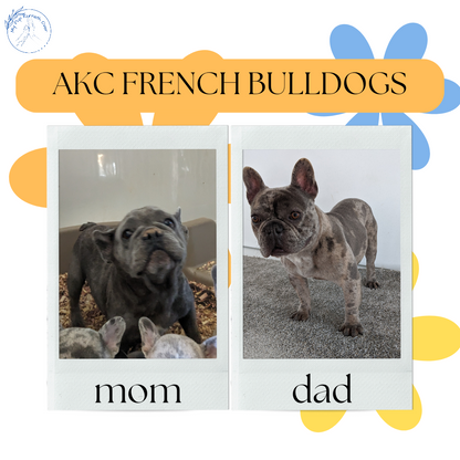 FRENCH BULLDOG (03/15) FEMALE