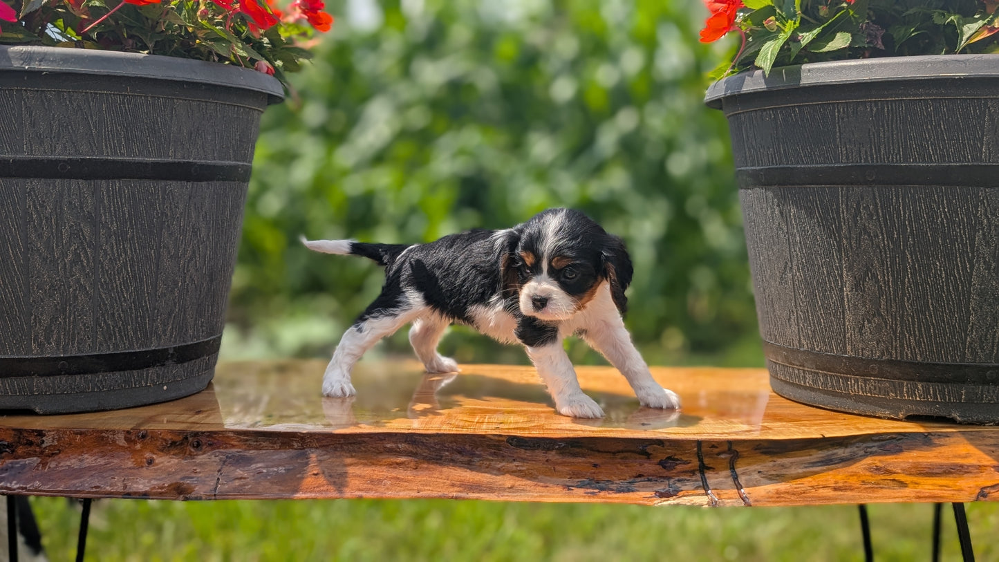 CAVALIER (MAY 30) FEMALES