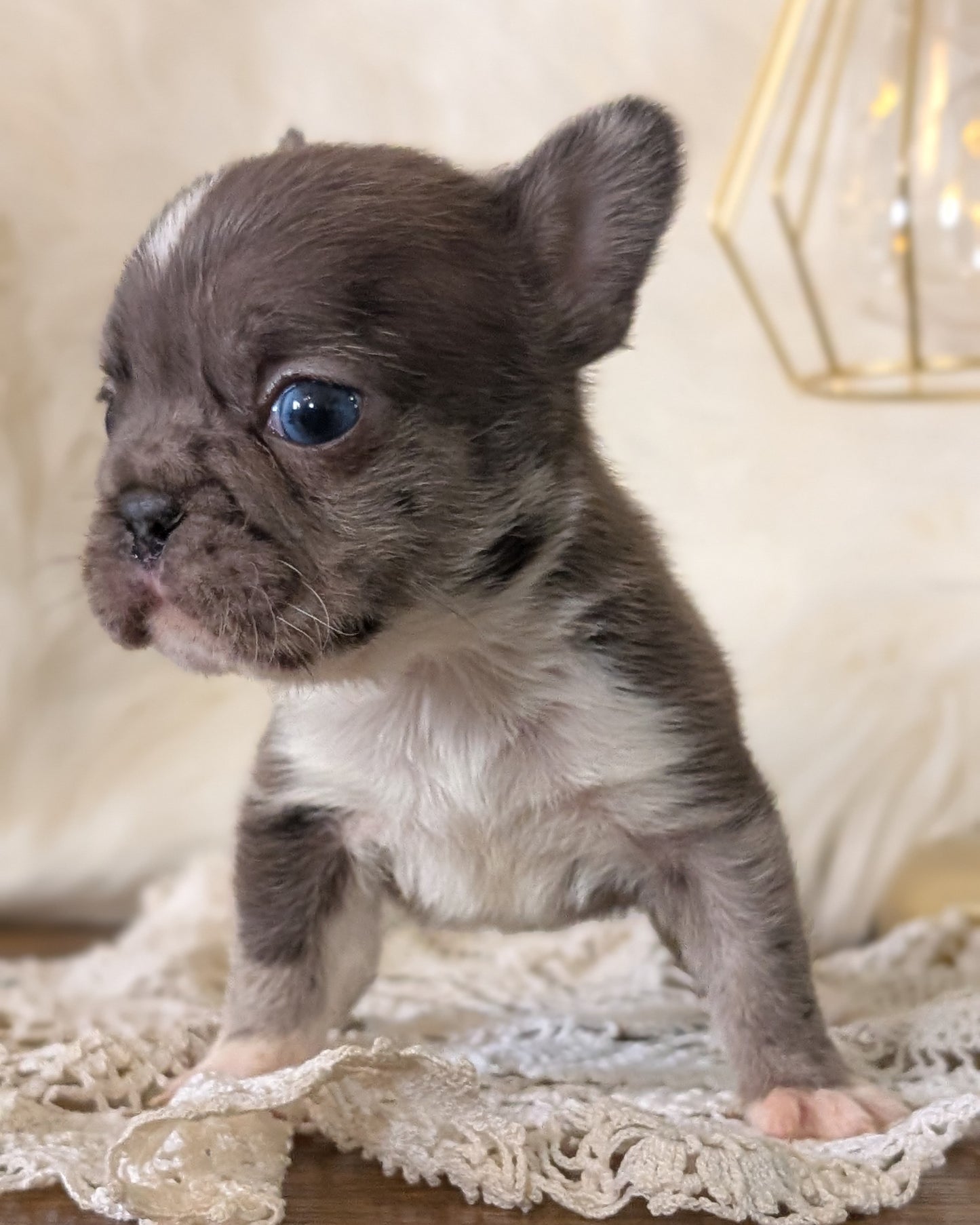 FRENCH BULLDOG (FEB 14) FEMALE