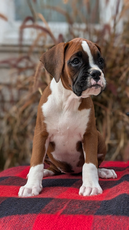 BOXER (08/20) FEMALE