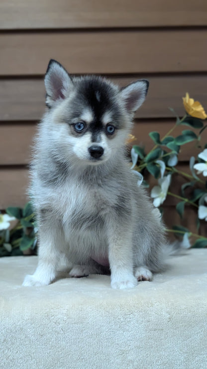 POMSKY (JUL 03) 1 MALE/3 FEMALES