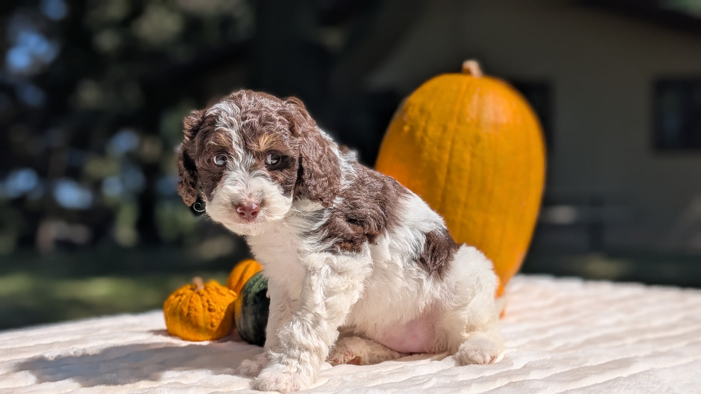 MINI BERNEDOODLE (07/25) FEMALE