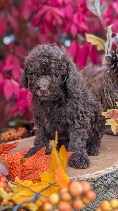 TOY POODLE (09/10) MALE