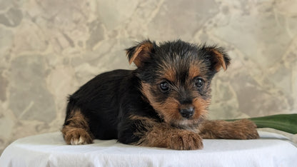 YORKSHIRE TERRIER (APR 26) FEMALES