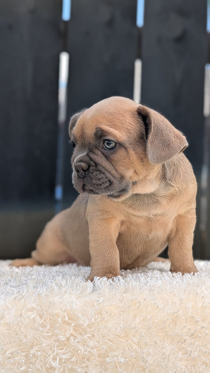 FRENCH BULLDOG (JUN 29) 3 MALES