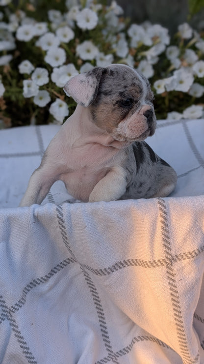 FRENCH BULLDOG (07/15) MALE