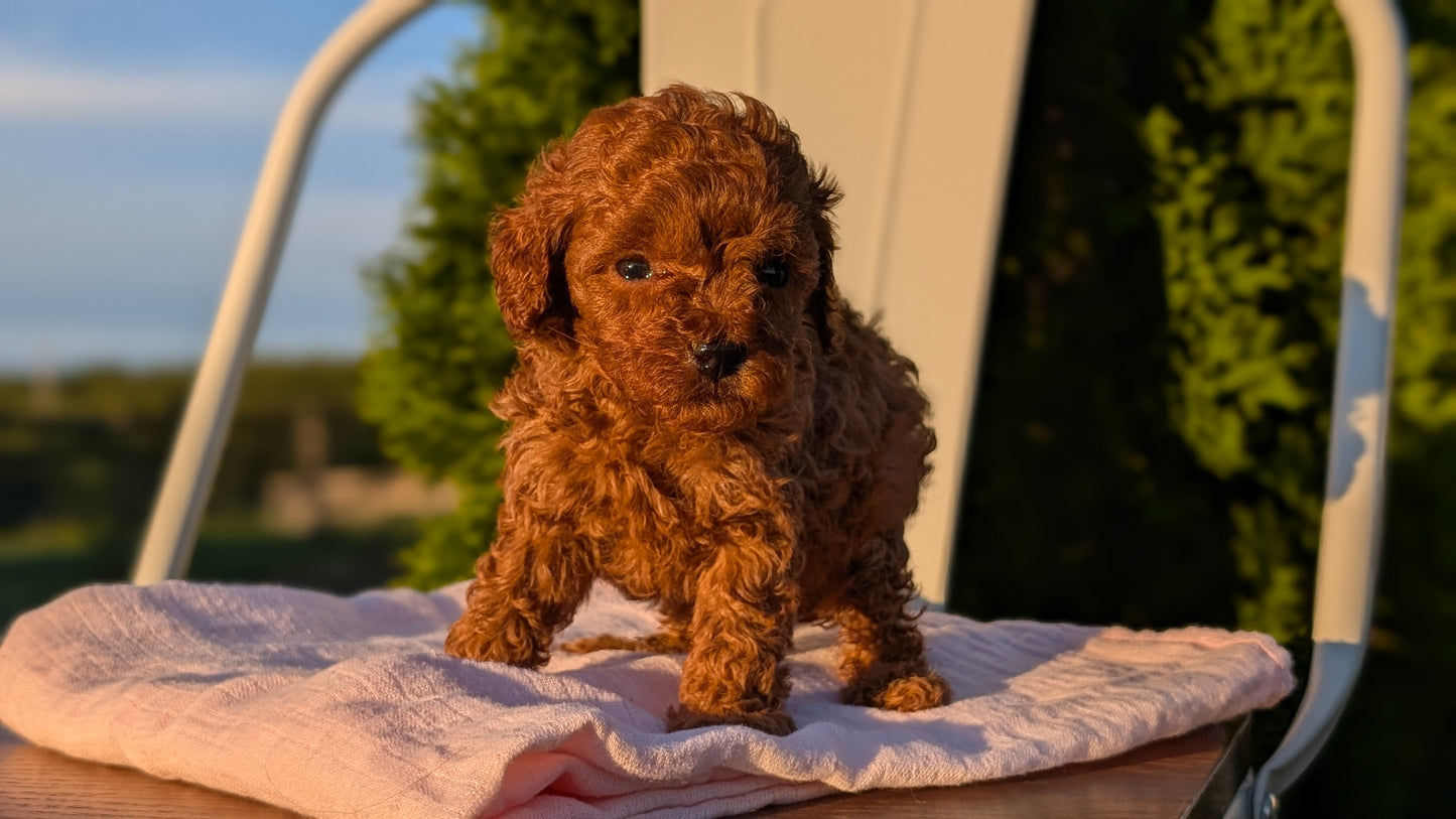 MINI POODLE (MAY 12) FEMALES