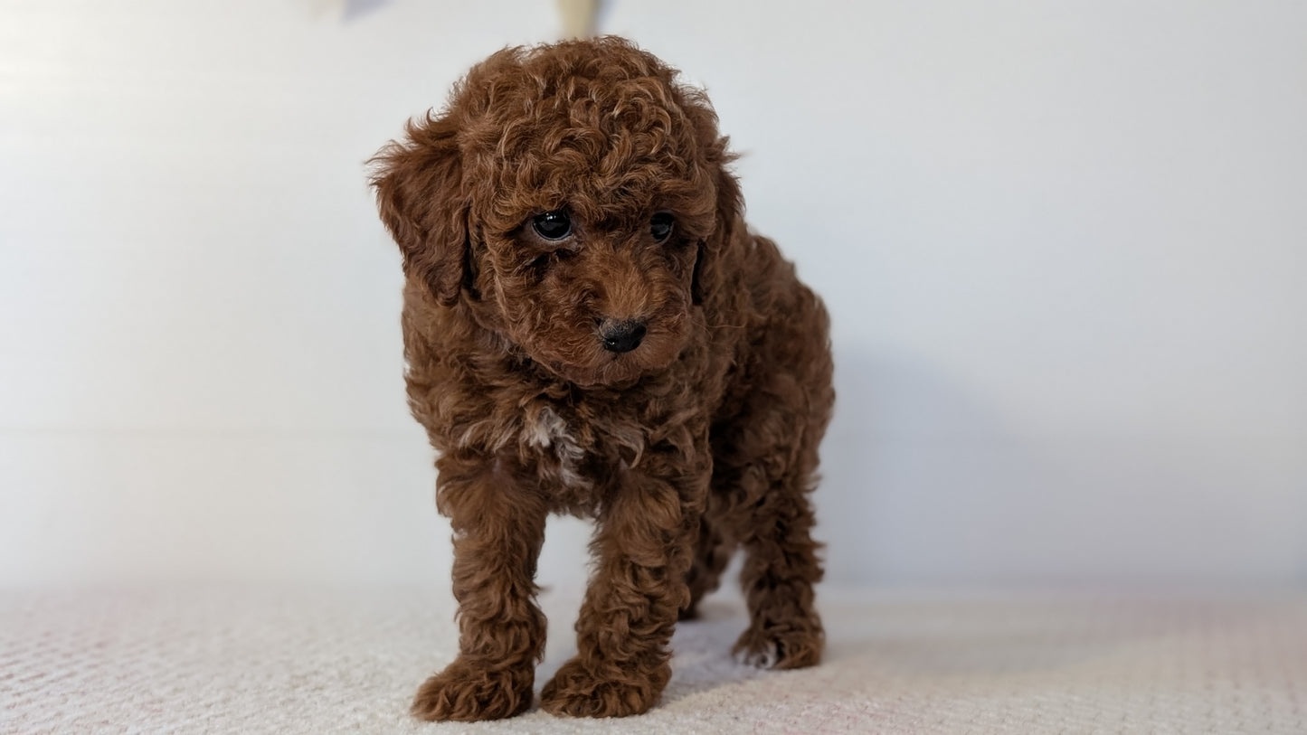 TOY POODLE (DEC 03) FEMALE