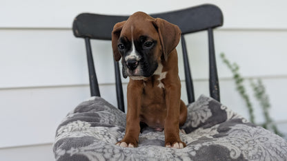 BOXER (JUN 11) MALES