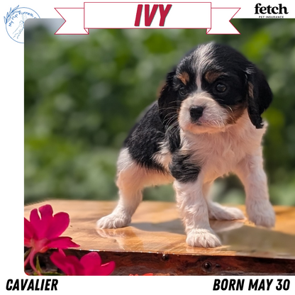 CAVALIER (MAY 30) FEMALES