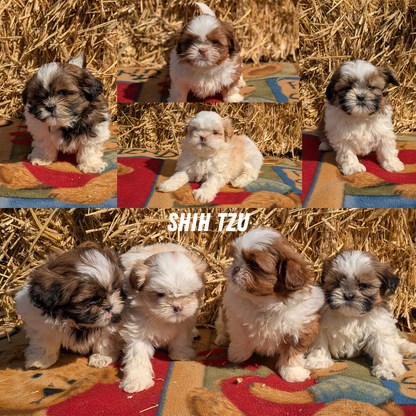 SHIH TZU (02/01) MALE