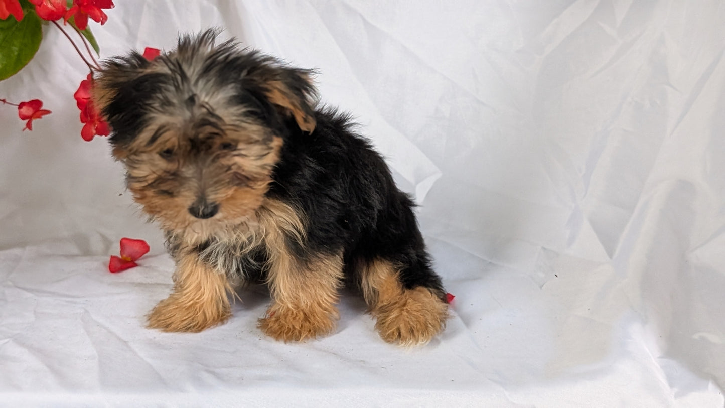 YORKSHIRE TERRIER (06/14) MALE