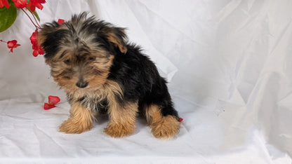 YORKSHIRE TERRIER (06/14) MALE