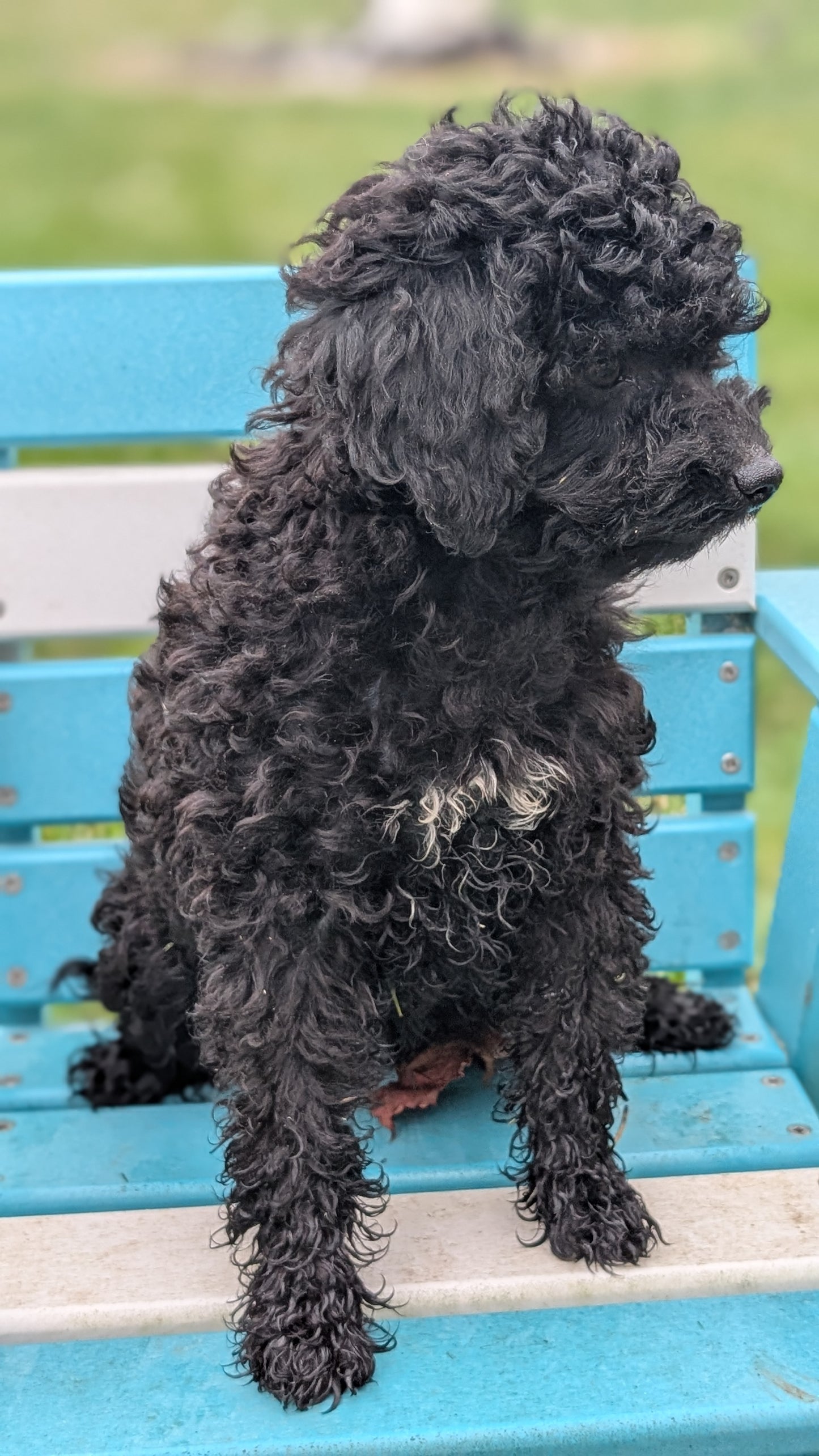 TOY POODLE (07/06) MALE