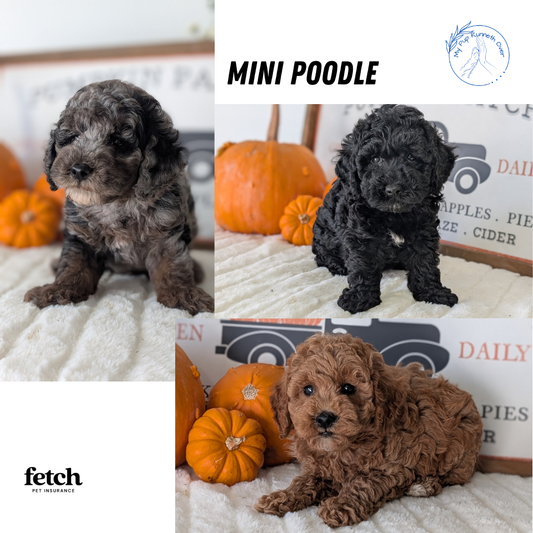 MINI POODLE (AUG 24) 1 MALE/2 FEMALES