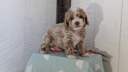 COCKAPOO (FEB 04) FEMALES