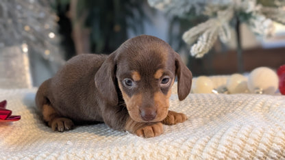 MINI DACHSHUND (NOV 16) FEMALES