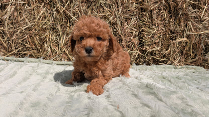 MINI POODLE (03/18) FEMALE