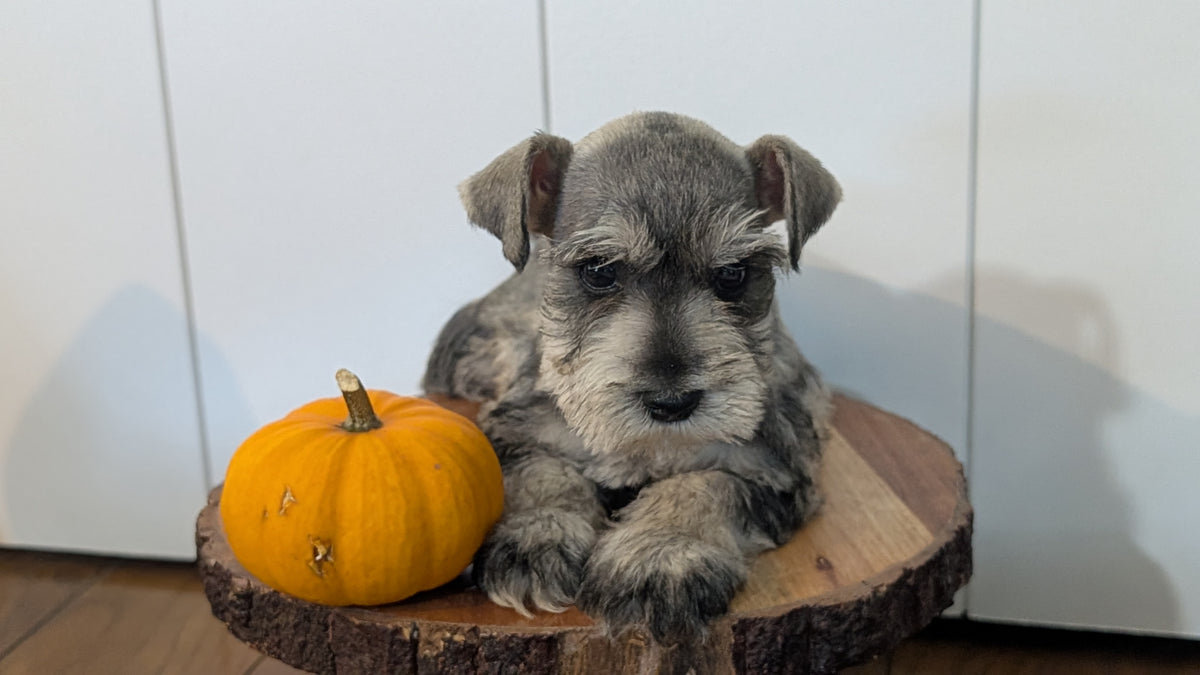 MINI SCHNAUZER (AUG 24) 8 FEMALES