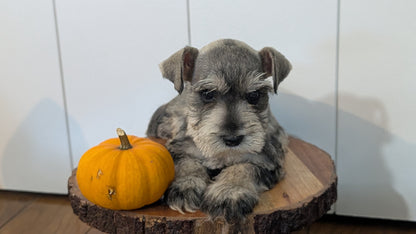 MINI SCHNAUZER (AUG 24) 8 FEMALES
