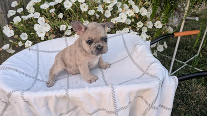 FRENCH BULLDOG (07/15) MALE