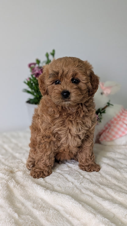 MINI GOLDENDOODLE (MAR 13) FEMALES