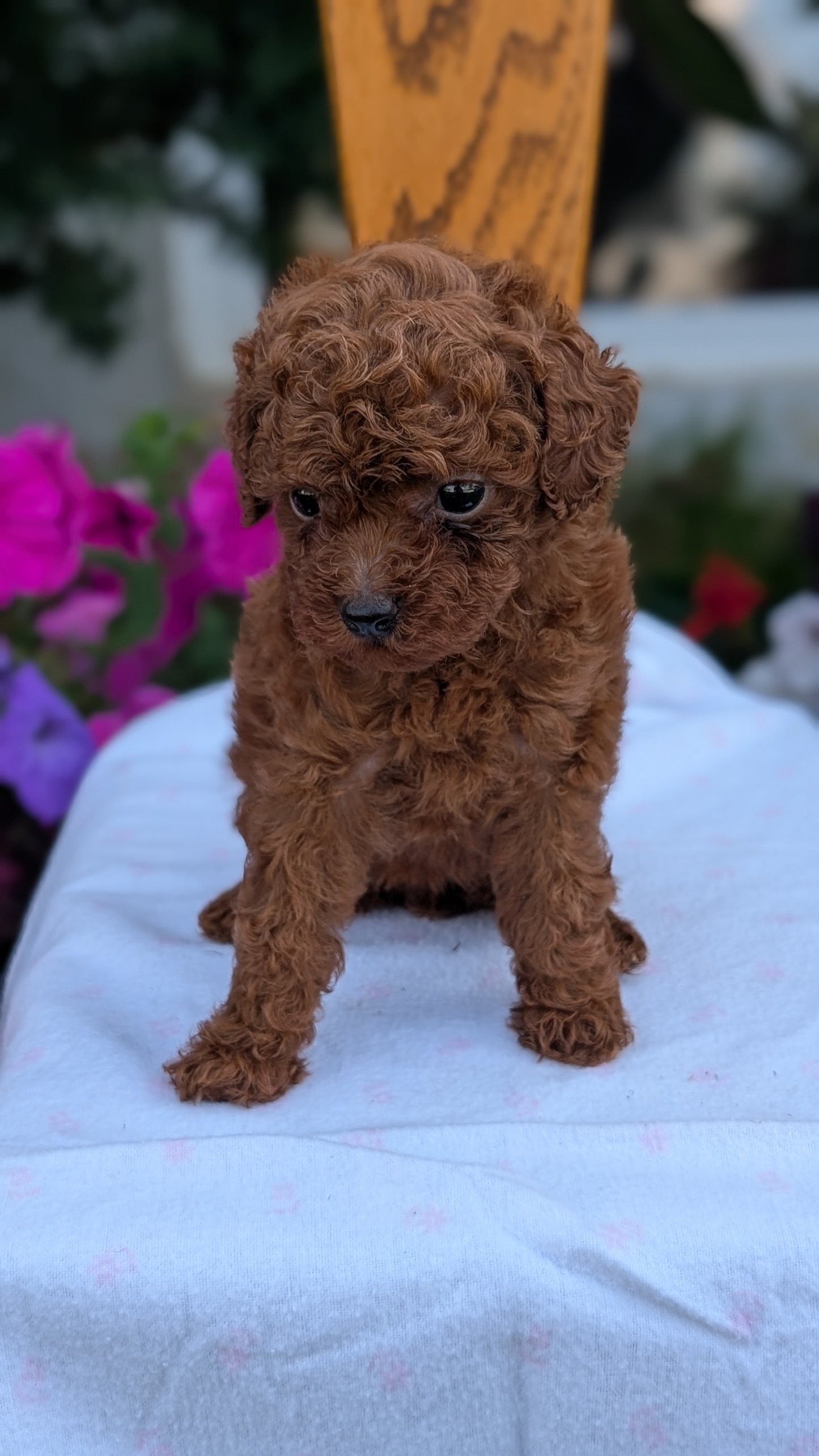 TOY POODLE (JUN 09) FEMALE