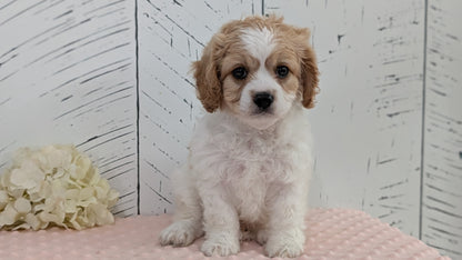 CAVAPOO (JUN 14) MALES