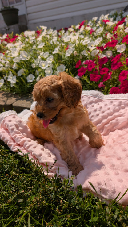 CAVAPOO (06/19) FEMALE