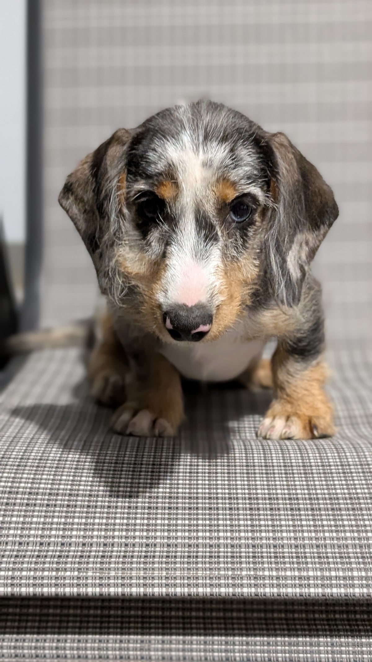 MINI DACHSHUND (JUN 04) FEMALES