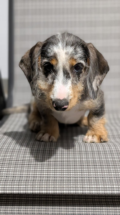 MINI DACHSHUND (JUN 04) FEMALES