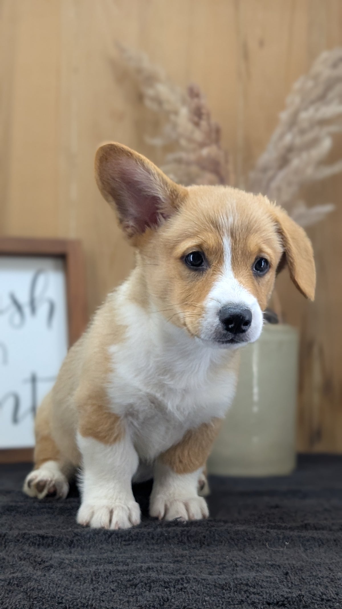 CORGI (JUL 13) 2 FEMALES/3 MALES