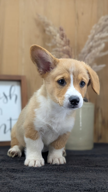 CORGI (JUL 13) 2 FEMALES/3 MALES