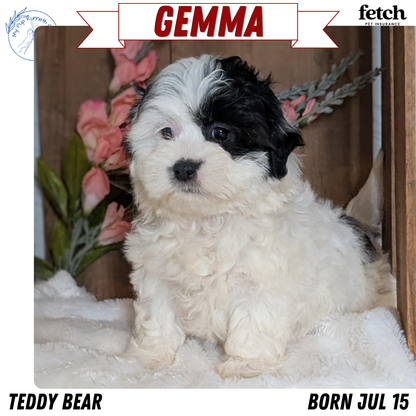 TEDDY BEAR (JUL 15) 1 MALE/1 FEMALE