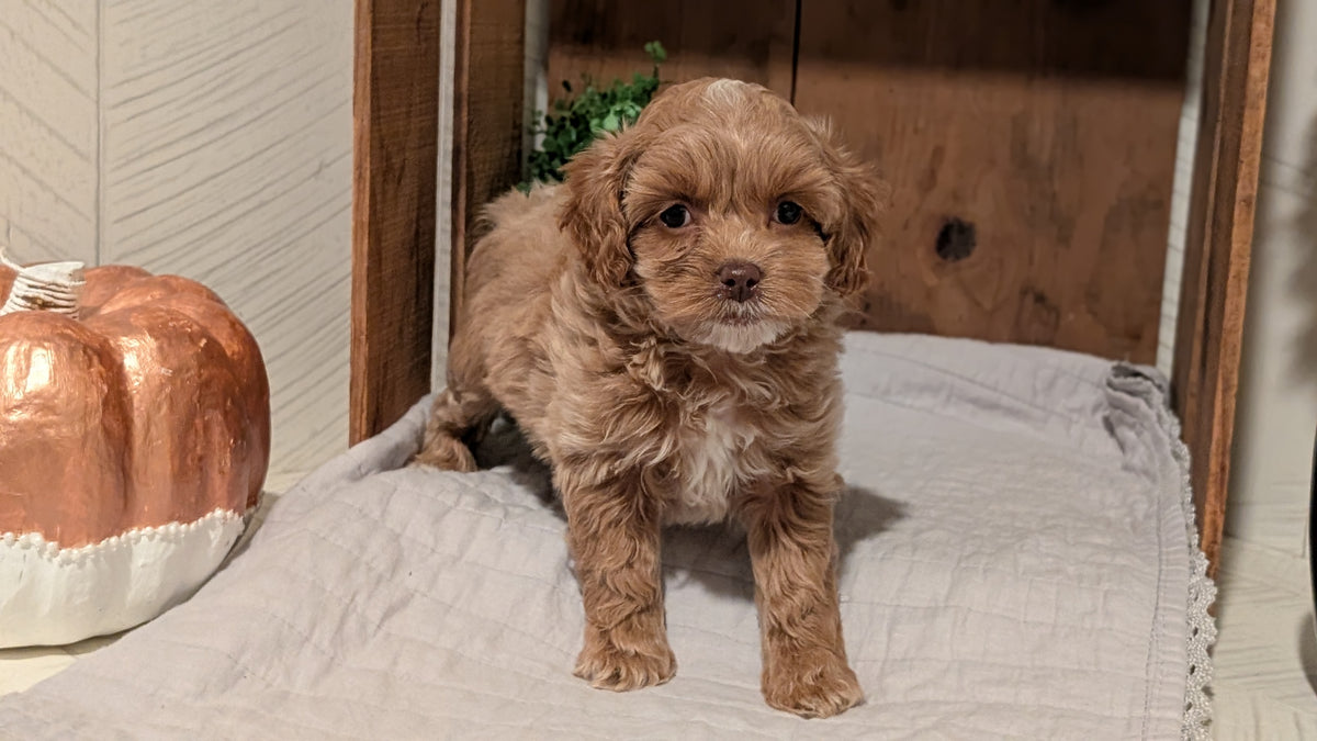 COCKAPOO (AUG 17) 3 FEMALES/1 MALE