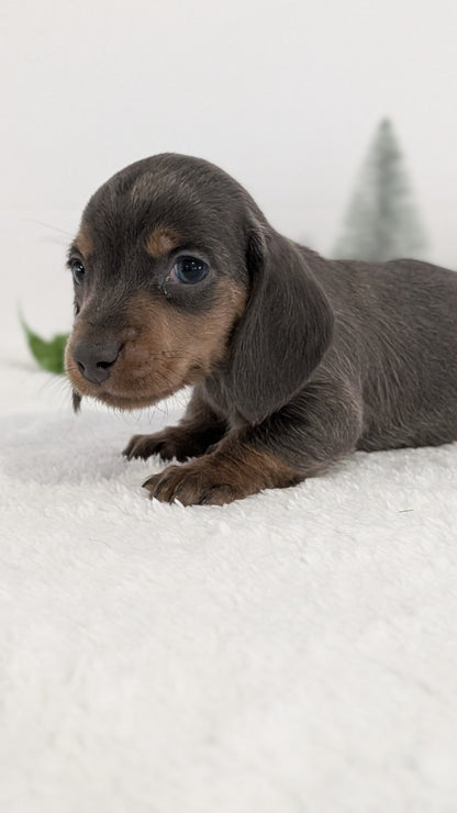 MINI DACHSHUND (OCT 20) MALES